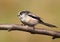 Long-tailed Tit