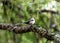 Long-tailed Tit (Aegithalos caudatus) Outdoors