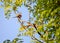 Long-tailed Tit (Aegithalos caudatus) Outdoors