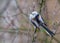 Long-tailed Tit aegithalos caudatus perched on small willow bush branch in winter season