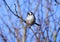 Long tailed tit / Aegithalos Caudatus on a sunny Winter day