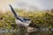 Long-tailed tit drinking from waterpool, Andalusia, Spain