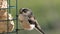 The long-tailed tit feeding on fat balls Coconut halves Suet on bird table