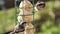 The long tailed tit feeding fat balls Coconut halves Suet on a bird table