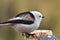 Long-tailed tit or long-tailed bushtit during winter time near feeder