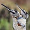 Long-tailed tit or long-tailed bushtit during winter time near feeder