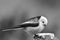 Long-tailed tit or long-tailed bushtit during winter time near feeder