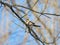 Long-tailed Tit perched on branch