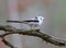 Long-tailed tit pose for me on a thin branch