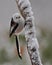 Long tailed tit on a snowy branch
