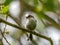 Long-tailed tit on a twig in the middle of the greenery