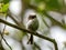 Long-tailed tit on a twig in the middle of the greenery