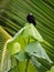 Long-tailed Tyrant - Colonia colonus bird in Tyrannidae genus Colonia, found in Argentina, Bolivia, Brazil, Colombia, Costa Rica,