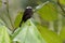 Long-tailed Tyrant - Colonia colonus bird in Tyrannidae genus Colonia, found in Argentina, Bolivia, Brazil, Colombia, Costa Rica,