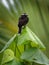 Long-tailed Tyrant - Colonia colonus bird in Tyrannidae genus Colonia, found in Argentina, Bolivia, Brazil, Colombia, Costa Rica,