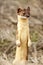 Long Tailed Weasel.