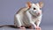 Long tailed white rat Australia invasive nuisance
