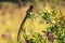 Long-tailed widowbird  Euplectes Progne sitting on a branch, Welgevonden Game Reserve, South Africa.