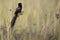 Long-tailed Widowbird sitting on a brush after a display flight