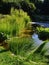 Long tall decorative wetland grass growing on side of garden pond with some other aquatic plants, pathway on the left side