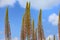 Long tall plants of the Eremurus