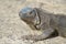 Long Talons on the Feet of a Gray Iguana