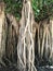 Long tangled roots of a banyan tree