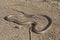 A long, thin California Striped Racer Coluber lateralis lateralis Snake