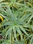 Long thin green spikey leaves of a succulent plant
