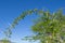 Long thorns of a Vachellia nilotica or white thron acacia plant