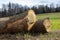long timber trunk