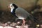 Long-toed lapwing