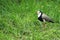 Long-toed lapwing