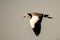 Long toed lapwing flying