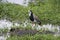 Long-toed lapwing, Vanellus crassirostris,