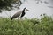 Long-toed lapwing, Vanellus crassirostris,