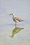 Long-toed stint bird