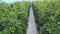 Long tomato plants growing in hothouse.