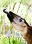 The long-tongued Okapi