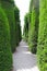 Long trails of beautiful green pines