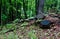 Long tree roots stretching 5-6 feet above ground on a slope, in a forest