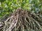 long tree roots from the top of the cliff