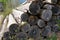 Long tree trunks outdoors, in front of a sawmill.