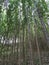 Long trees in forest in famous diyarbakir city walls Hevsel