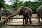 long trunk thai elephant