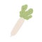 Long tuber of Japanese daikon radish with leaf. Asian big root vegetable with leaves. Icon of fresh raw food. Colored