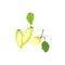 Long tubers of Japanese daikon radish with leaves Large Asian root vegetable with leaves Icon of fresh raw food. on a white