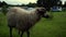 A long untamed sheep grazing on the green grass