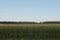 Long view of corn field with stalks horizontal background