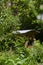 A long view of a long bench beehive in the forest.